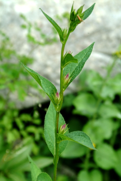 Campanula latifolia / Campanula maggiore
